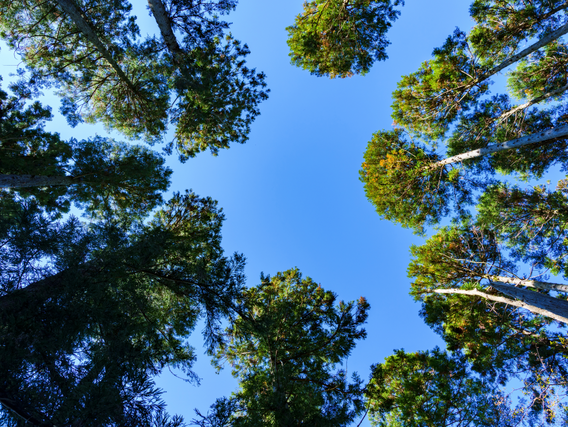 Wald, Bäume, blauer Himmel, Sonnenschein