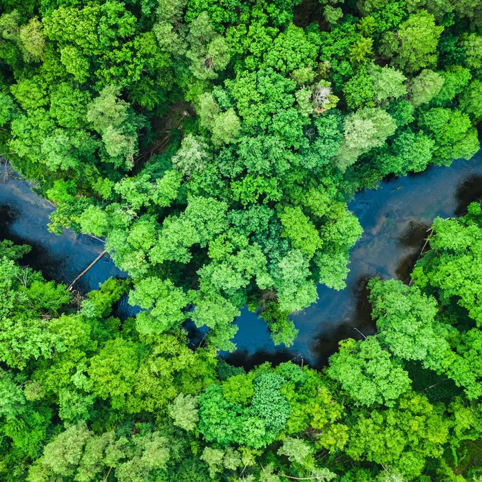 Wald, Fluss, Bäume